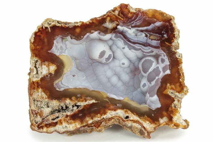 Agatized Fossil Coral Geode - Florida #234354